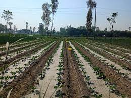 রংপুরের পীরগঞ্জে পরিবেশ বান্ধব কৌশলে নিরাপদ ফসল উদপাদন