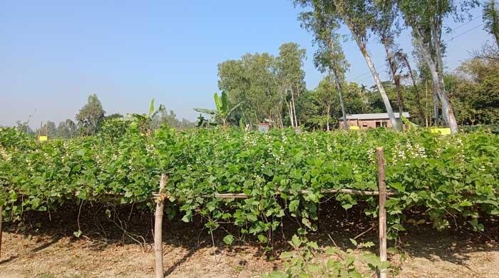 রংপুরের পীরগঞ্জে পরিবেশ বান্ধব কৌশলে নিরাপদ ফসল উদপাদন