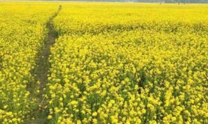 রংপুরের পীরগঞ্জে লক্ষ্যমাত্রা ছাড়িয়েছে সরিষার আবাদ ও বেড়েছে তেল উৎপাদন