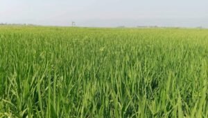 রংপুরের পীরগঞ্জে লক্ষ্যমাত্রা ছাড়িয়েছে সরিষার আবাদ ও বেড়েছে তেল উৎপাদন